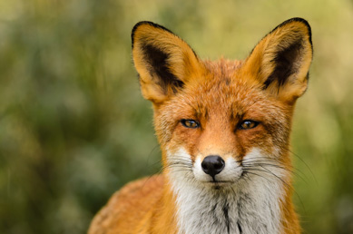 Outfox Your Competition